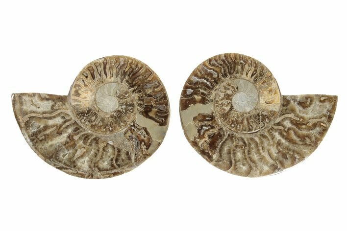 Daisy Flower Ammonite (Choffaticeras) - Madagascar #256690